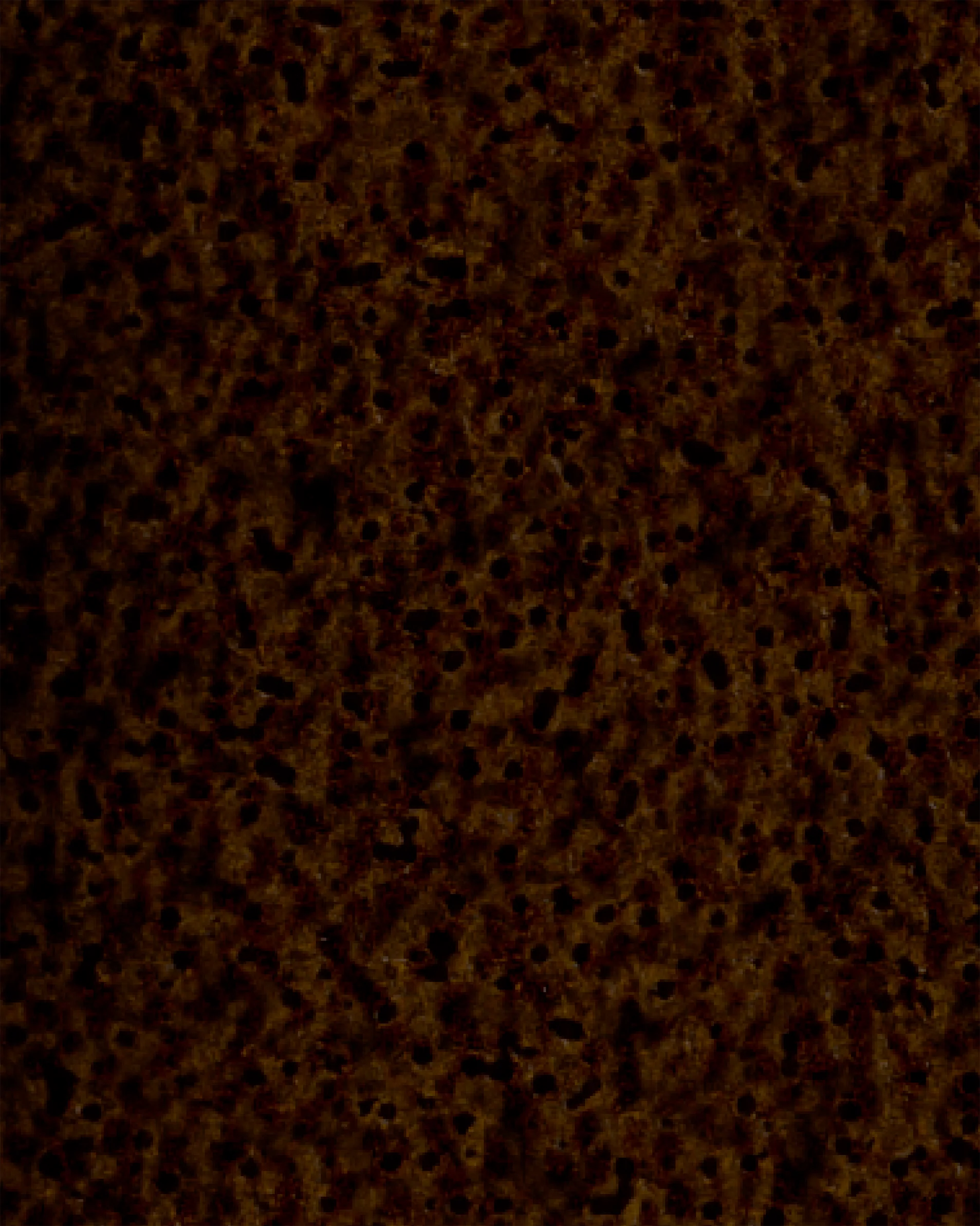 Image du produit 50
